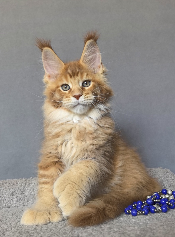T-Rexx Akbars (polydactyl 66/66) - Kitten maine-coon 2 months 1.5 week