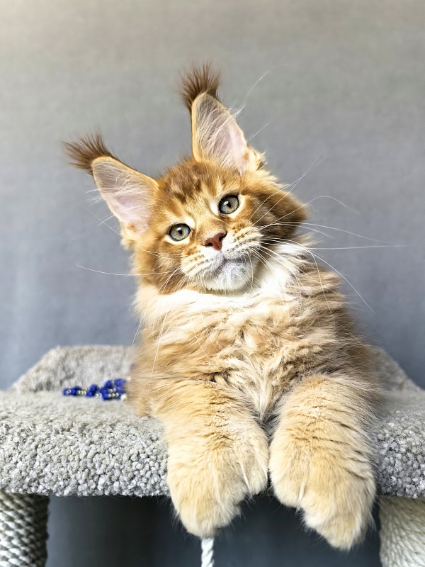 T-Rexx Akbars (polydactyl 66/66) - Kitten maine-coon 2 months 1.5 week