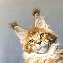 T-Rexx Akbars (polydactyl 66/66)