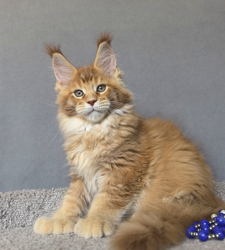 T-Rexx Akbars (polydactyl 66/66) - Kitten maine-coon 2 months 1.5 week