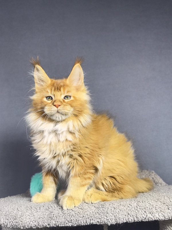 Tokyo Man Akbars - Kitten maine-coon 2 months 1.5 week