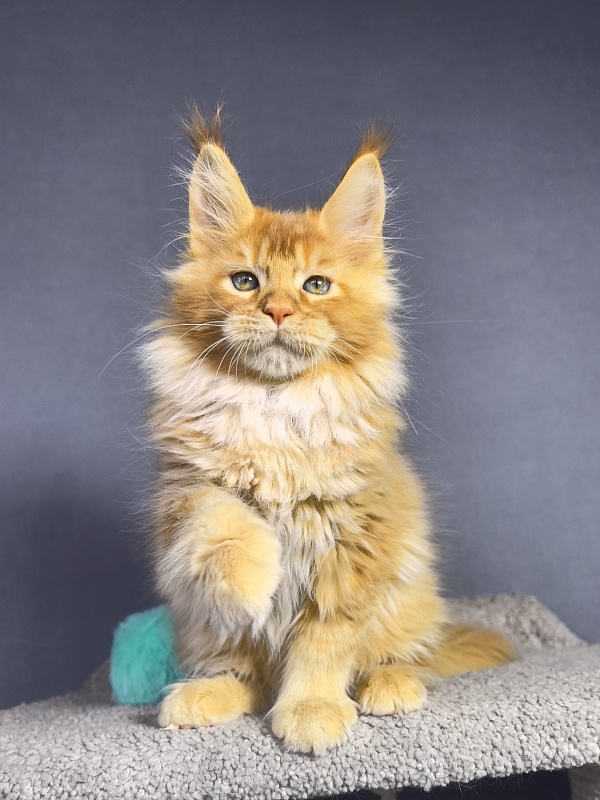 Tokyo Man Akbars - Kitten maine-coon 2 months 1.5 week