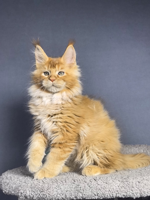 Tokyo Man Akbars - Kitten maine-coon 2 months 1.5 week