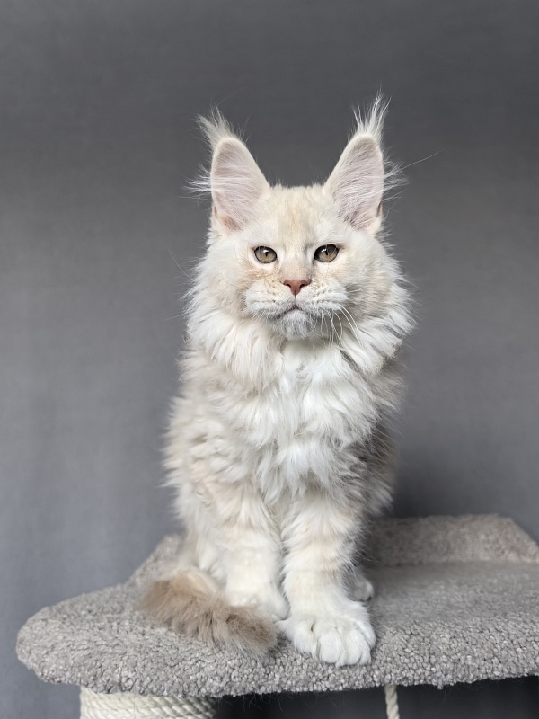 Tyler Man Akbars (polydactyl 66/66) - Kitten maine-coon 2 months 1.5 week