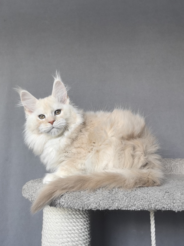 Tyler Man Akbars (polydactyl 66/66) - Kitten maine-coon 2 months 1.5 week