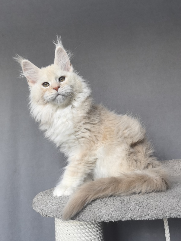 Tyler Man Akbars (polydactyl 66/66) - Kitten maine-coon 2 months 1.5 week