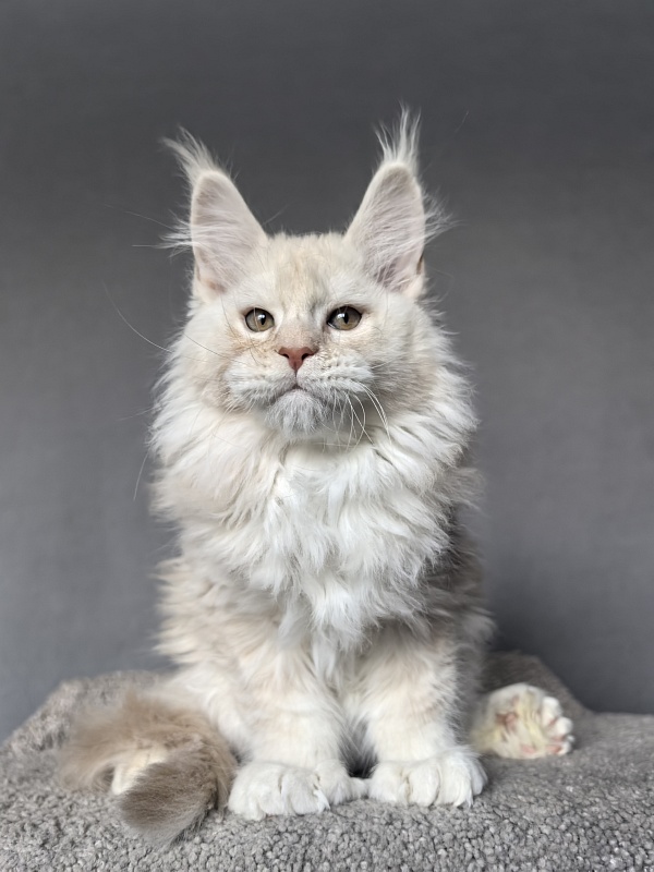 Tyler Man Akbars (polydactyl 66/66) - Kitten maine-coon 2 months 1.5 week