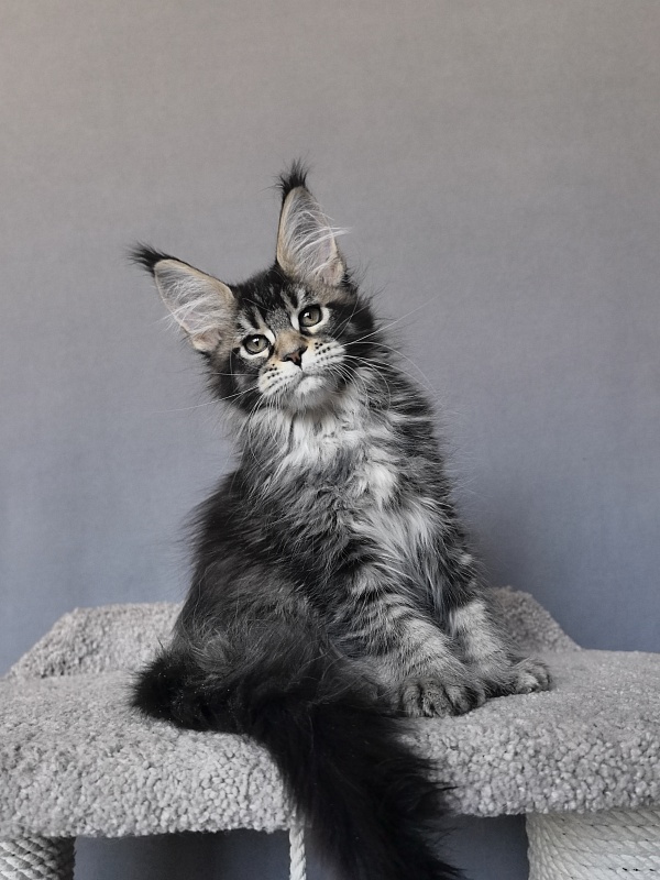 Taiga Akbars - Kitten maine-coon 2 months 1.5 week