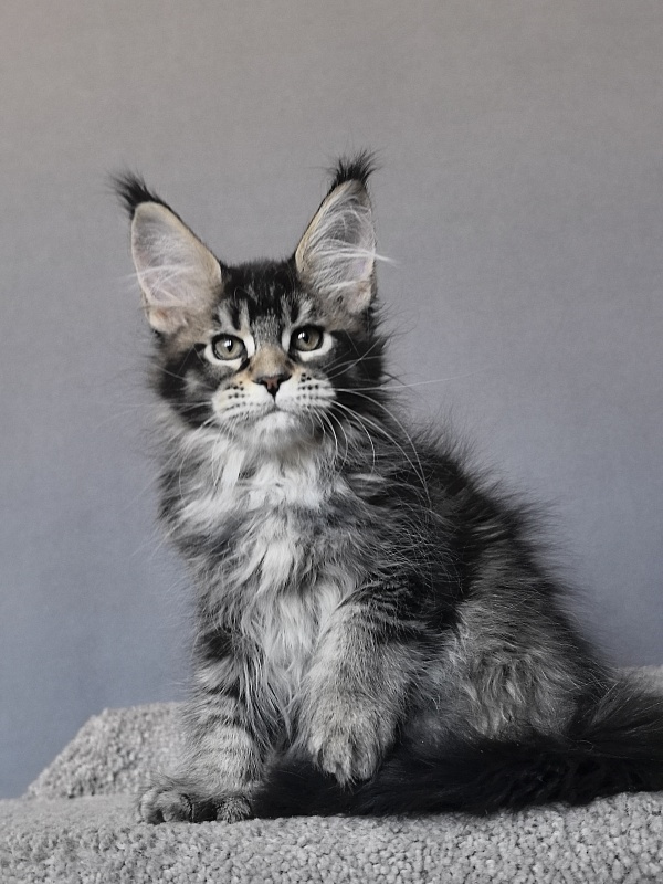 Taiga Akbars - Kitten maine-coon 2 months 1.5 week