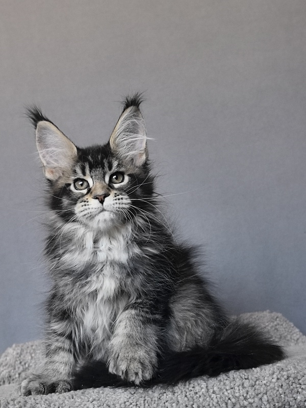 Taiga Akbars - Kitten maine-coon 2 months 1.5 week