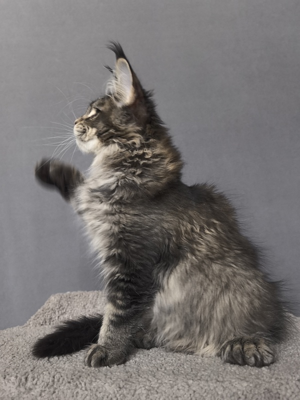 Taiga Akbars  (polydactyl 66/66) - Kitten maine-coon 3 months