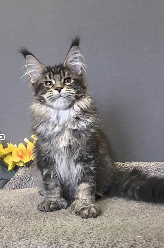 Taiga Akbars  (polydactyl 66/66) - Kitten maine-coon 3 months 0.5 weeks