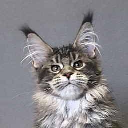 Taiga Akbars  (polydactyl 66/66)