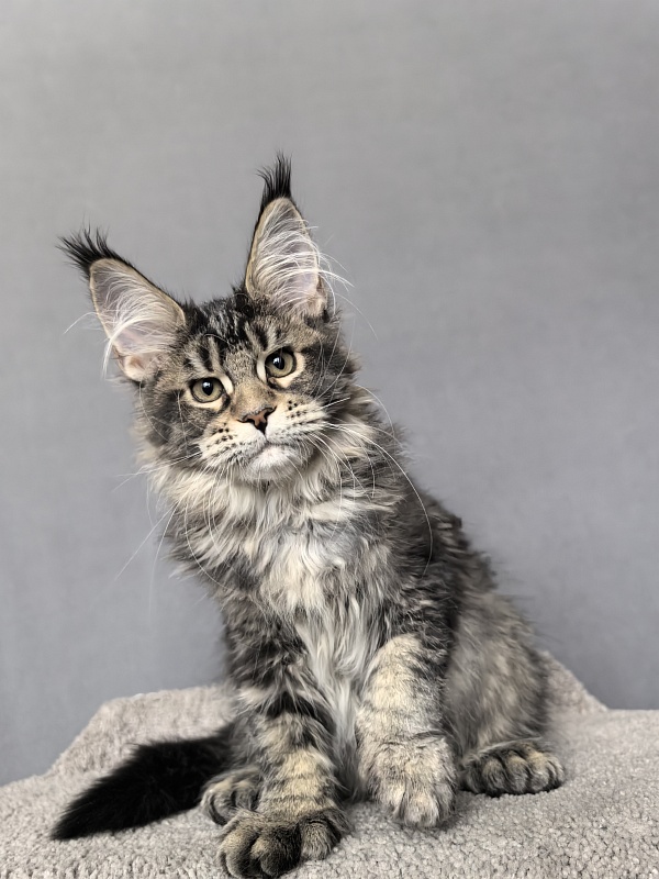 Taiga Akbars  (polydactyl 66/66) - Kitten maine-coon 3 months