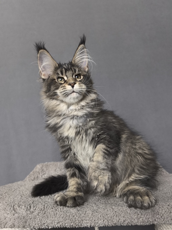 Taiga Akbars  (polydactyl 66/66) - Kitten maine-coon 3 months