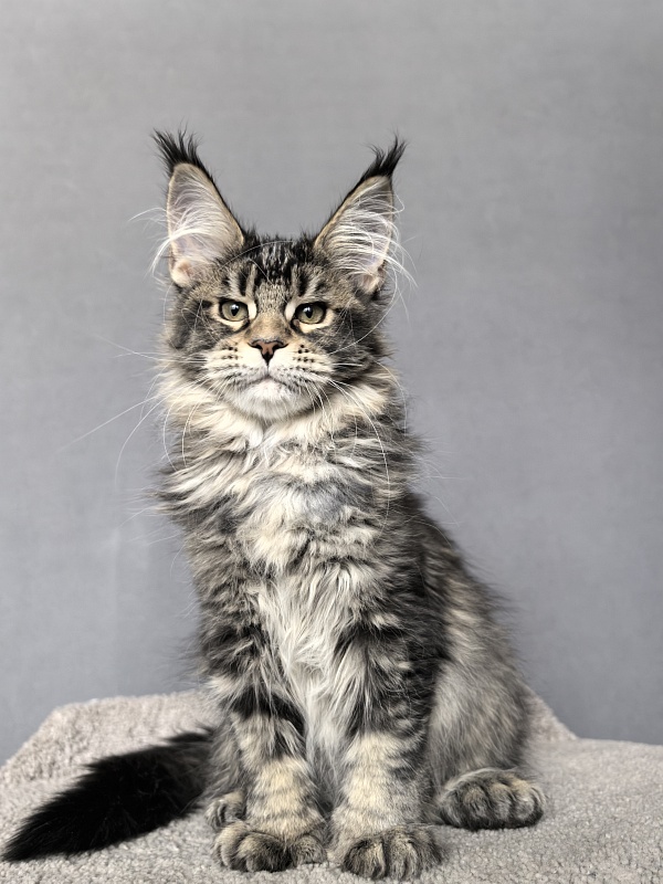Taiga Akbars  (polydactyl 66/66) - Kitten maine-coon 3 months