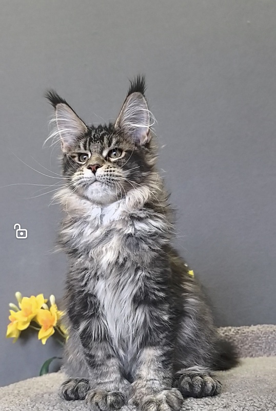 Taiga Akbars  (polydactyl 66/66) - Kitten maine-coon 3 months 0.5 weeks