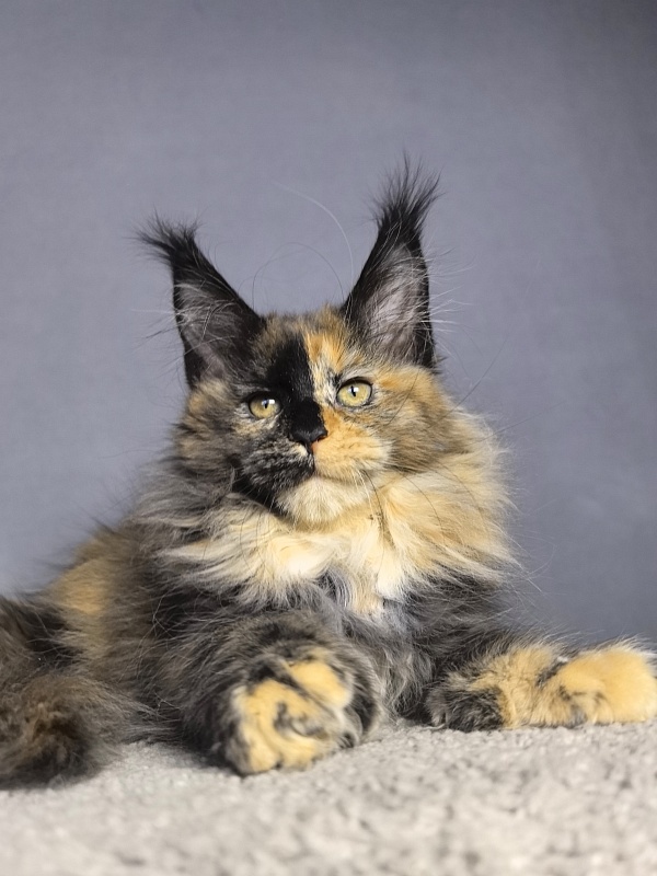 Tara Mi Akbars (polydactyl 66/66) - Kitten maine-coon 2 months 1.5 week