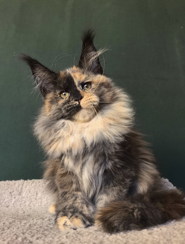 Tara Mi Akbars (polydactyl 66/66) - Kitten maine-coon 2 months 3 weeks
