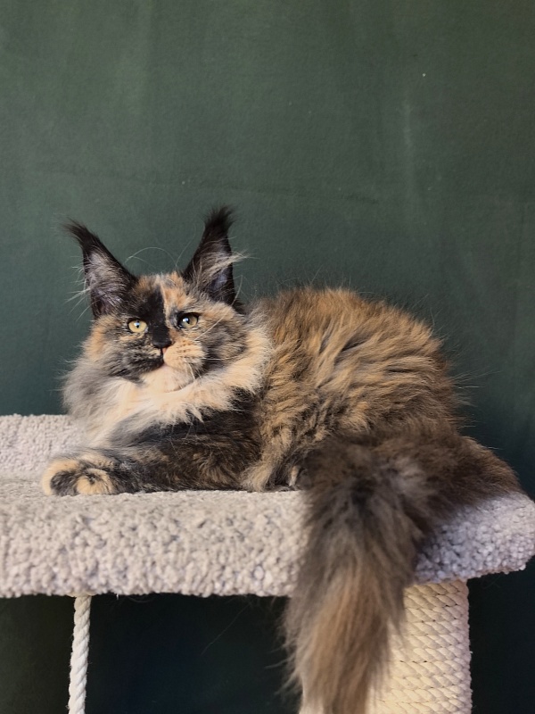 Tara Mi Akbars (polydactyl 66/66) - Kitten maine-coon 2 months 3 weeks