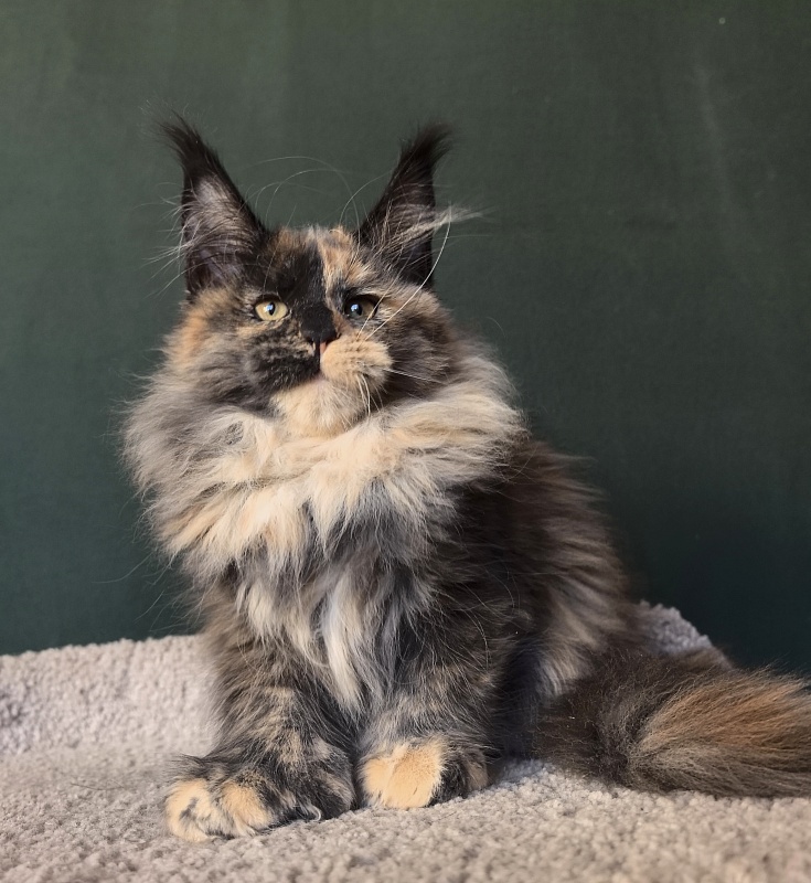 Tara Mi Akbars (polydactyl 66/66) - Kitten maine-coon 2 months 3 weeks