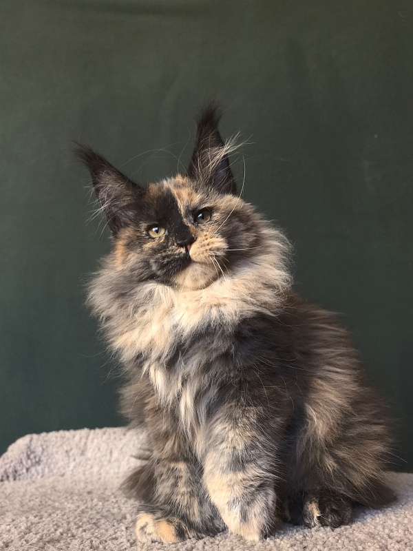 Tara Mi Akbars (polydactyl 66/66) - Kitten maine-coon 2 months 3 weeks