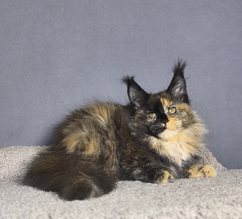 Tara Mi Akbars (polydactyl 66/66) - Kitten maine-coon 2 months 1.5 week