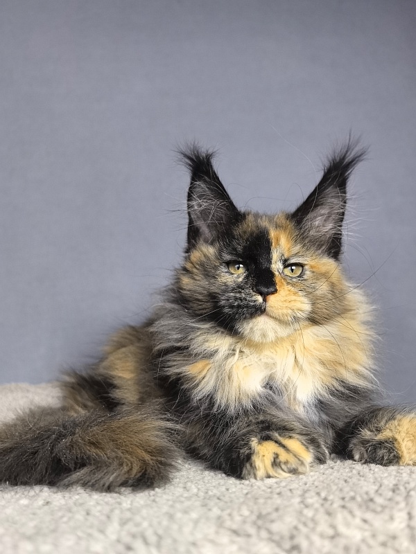 Tara Mi Akbars (polydactyl 66/66) - Kitten maine-coon 2 months 1.5 week