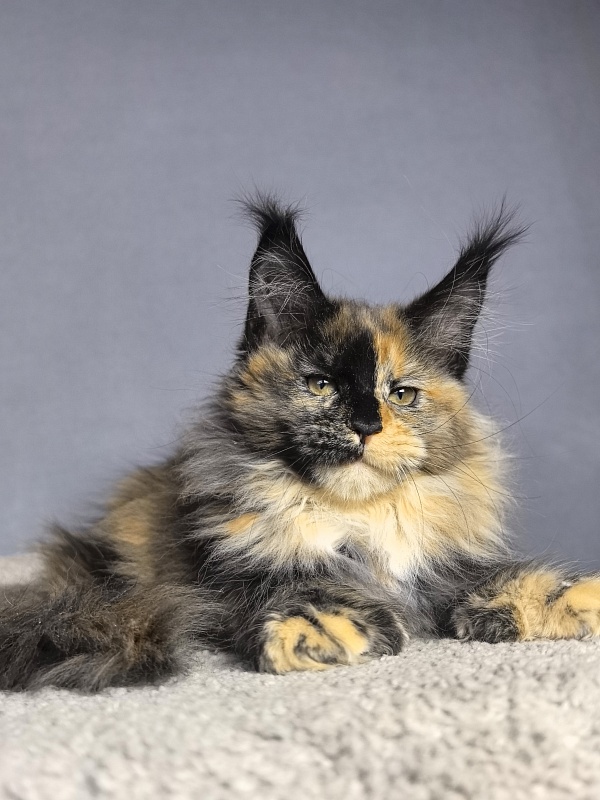 Tara Mi Akbars (polydactyl 66/66) - Kitten maine-coon 2 months 1.5 week