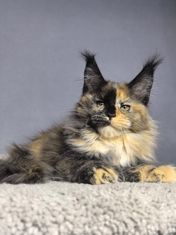 Tara Mi Akbars (polydactyl 66/66) - Kitten maine-coon 2 months 1.5 week