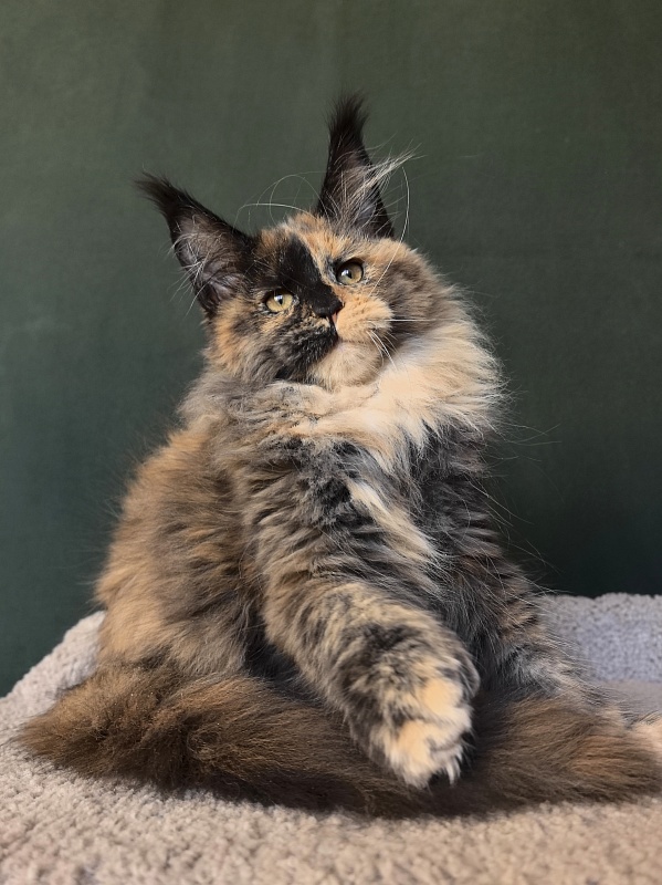 Tara Mi Akbars (polydactyl 66/66) - Kitten maine-coon 2 months 3 weeks