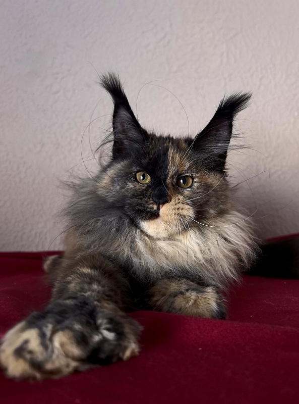 Tara Mi Akbars (polydactyl 66/66) - Kitten maine-coon 4 months