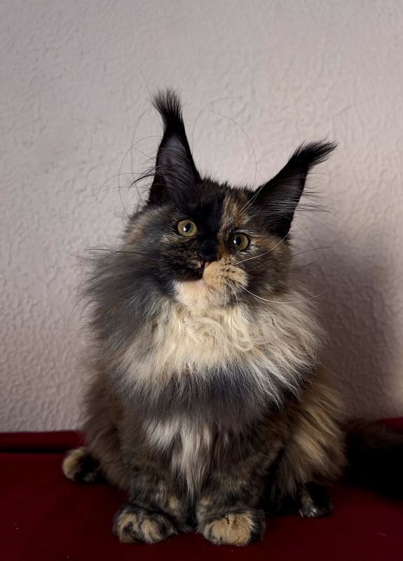 Tara Mi Akbars (polydactyl 66/66) - Kitten maine-coon 4 months