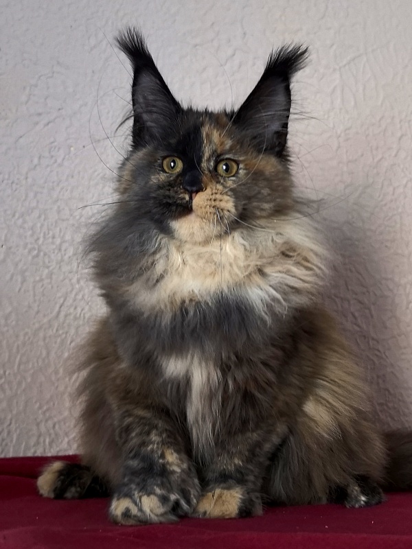 Tara Mi Akbars (polydactyl 66/66) - Kitten maine-coon 4 months