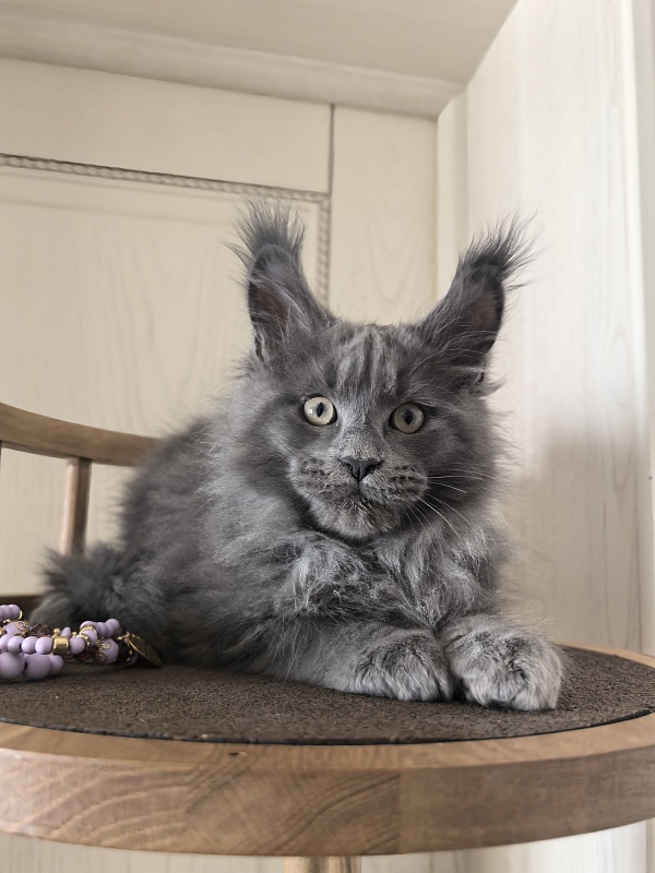 Wild Cat Akbars - Kitten maine-coon 2 months 3 weeks