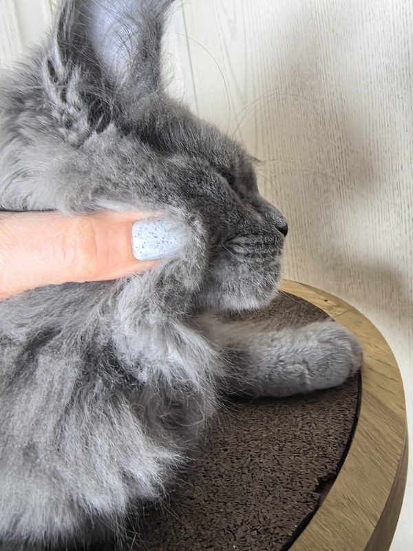 Wild Cat Akbars - Kitten maine-coon 3 months 0.5 weeks