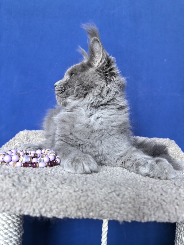 Wild Cat Akbars - Kitten maine-coon 3 months 2.5 weeks