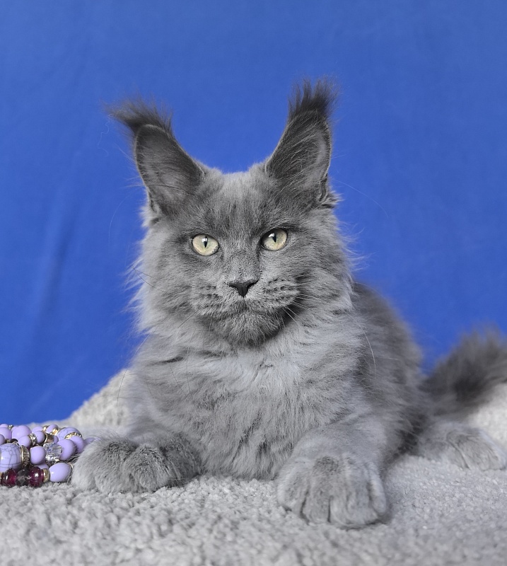 Wild Cat Akbars - Kitten maine-coon 3 months 2.5 weeks