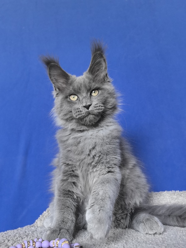 Wild Cat Akbars - Kitten maine-coon 3 months 2.5 weeks