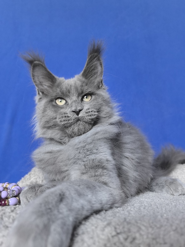 Wild Cat Akbars - Kitten maine-coon 3 months 2.5 weeks