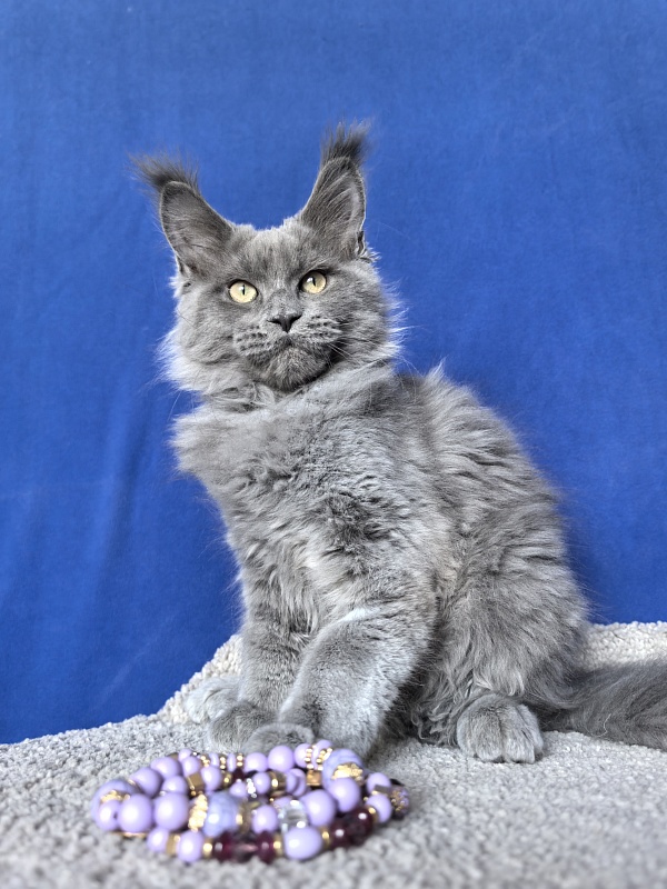 Wild Cat Akbars - Kitten maine-coon 3 months 2.5 weeks