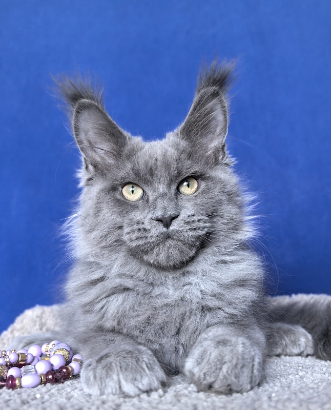 Wild Cat Akbars - Kitten maine-coon 3 months 2.5 weeks