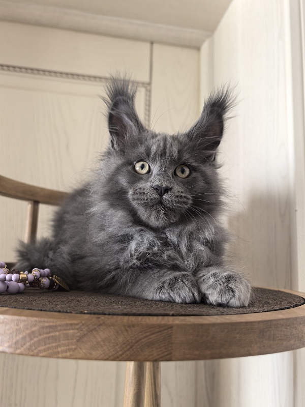 Wild Cat Akbars - Kitten maine-coon 2 months 3 weeks