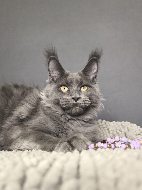 Wild Cat Akbars - Kitten maine-coon 4.5 months