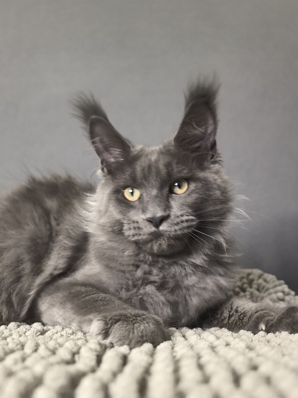 Wild Cat Akbars - Kitten maine-coon 4.5 months