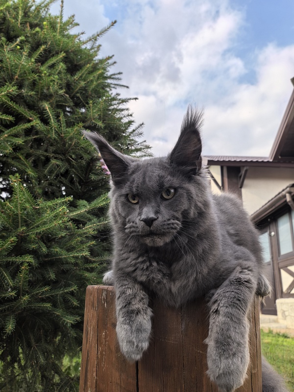 Wild Cat Akbars - Kitten maine-coon 6 months 3.5 weeks