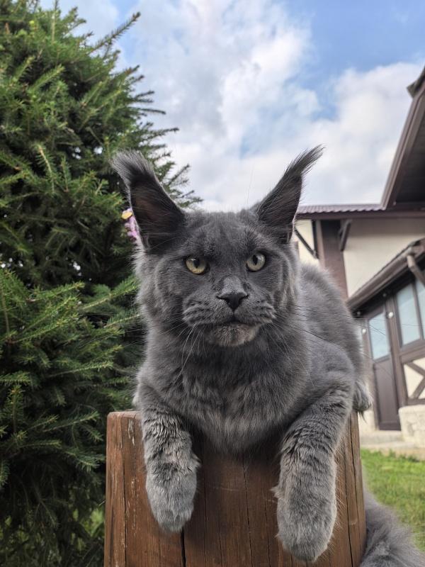 Wild Cat Akbars - Kitten maine-coon 6 months 3.5 weeks
