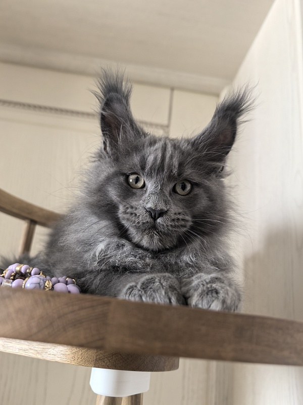 Wild Cat Akbars - Kitten maine-coon 2 months 3 weeks