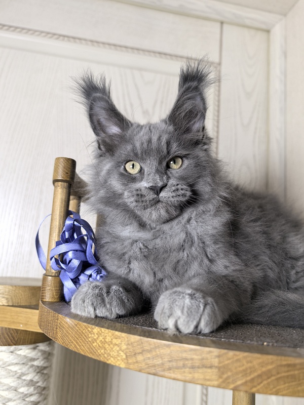 Wild Cat Akbars - Kitten maine-coon 3 months 0.5 weeks
