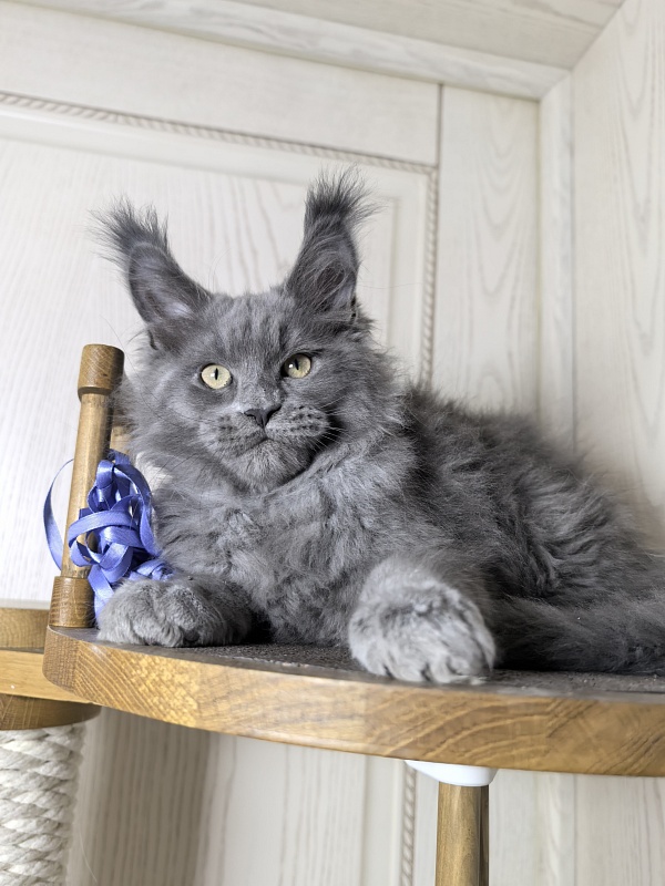 Wild Cat Akbars - Kitten maine-coon 3 months 0.5 weeks